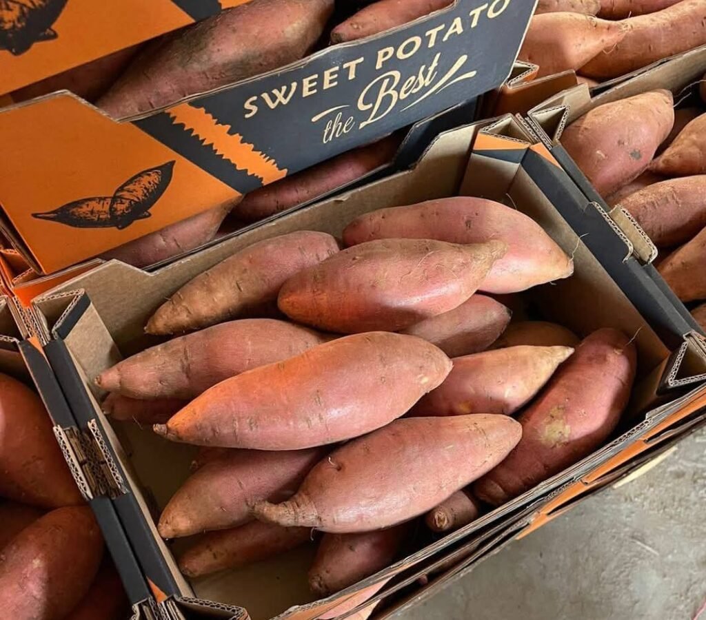 WhatsApp Image 2025-11-17 at 9.54.51 AM